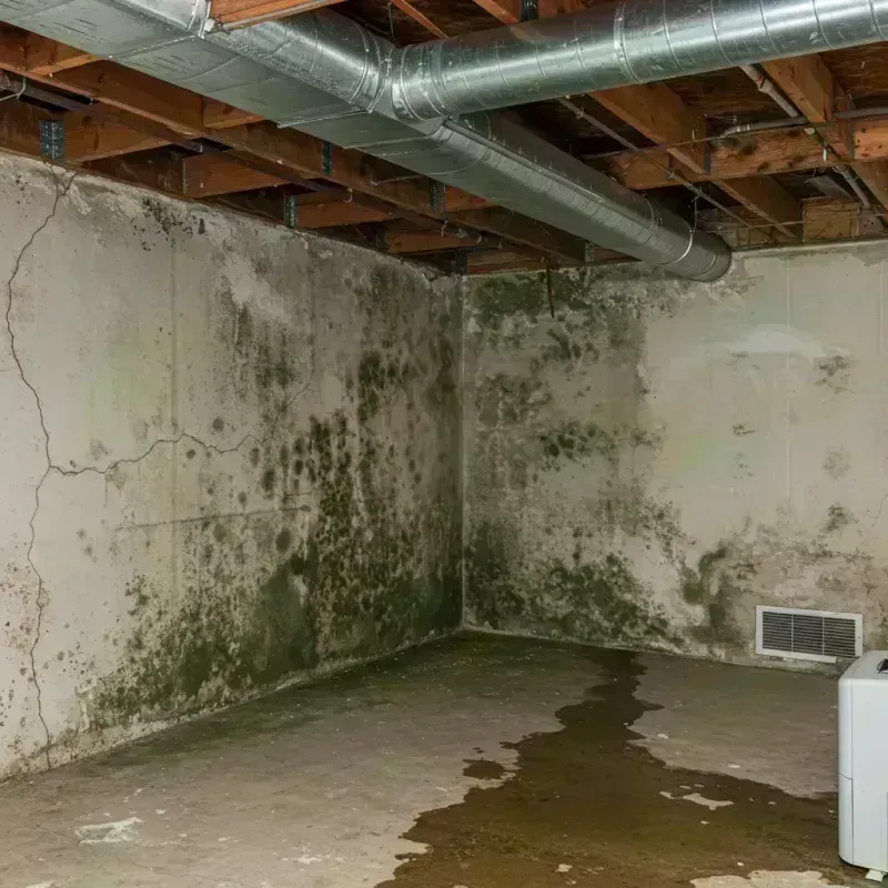 Professional Mold Removal in Alderson, WV